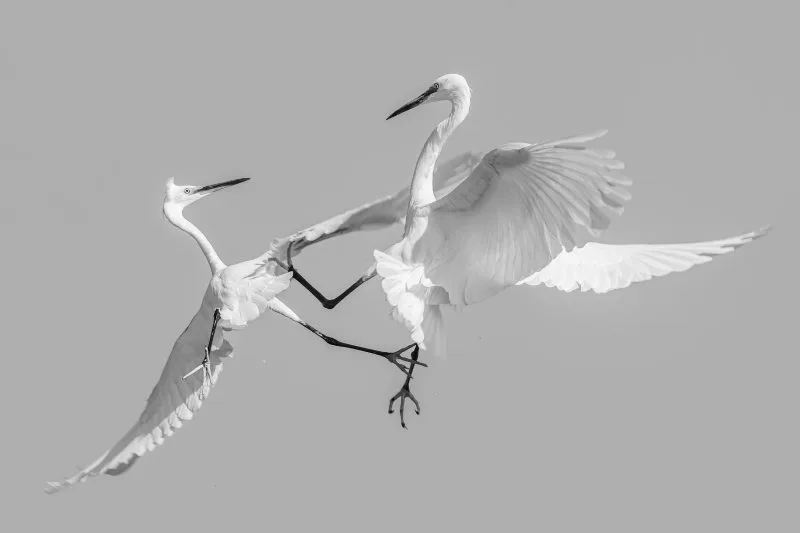 A Clash of Wings