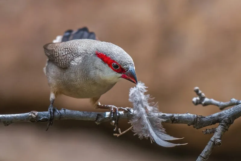 A Feather's Whisper