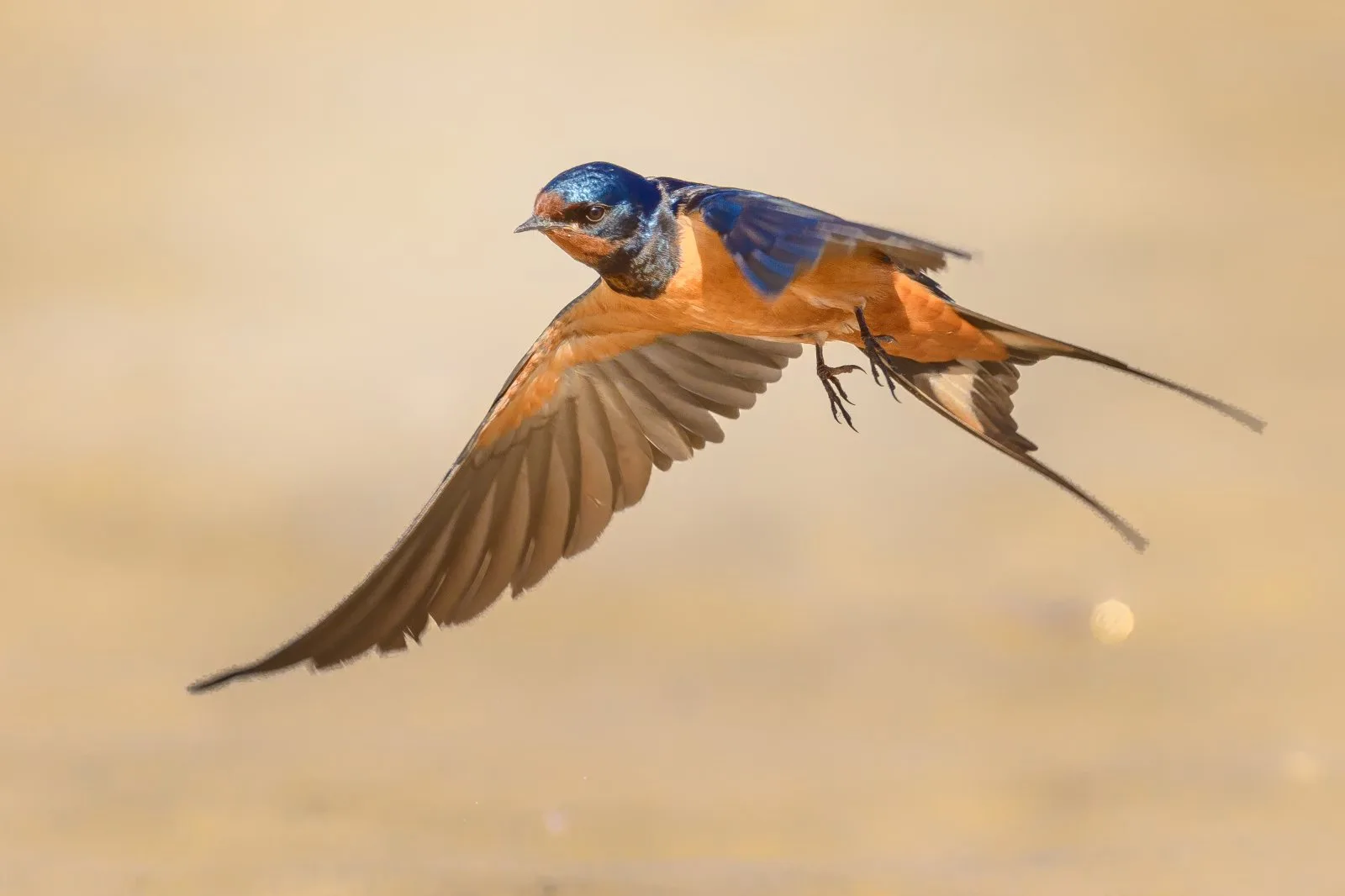 Between Wingbeats