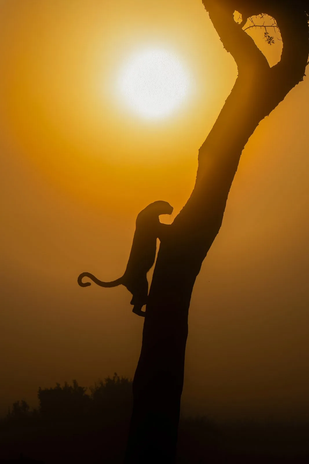 Climbing the Light