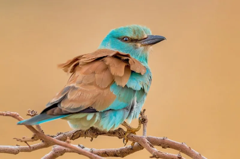 ألوان الصحراء