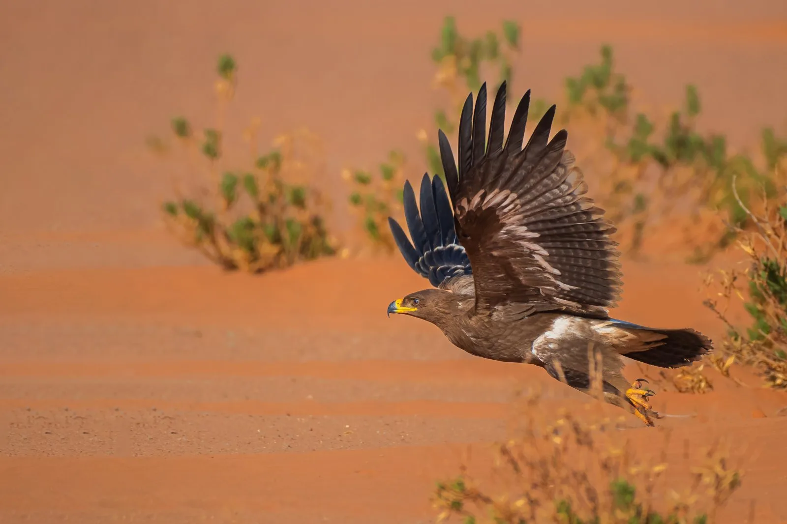 Desert Ascent