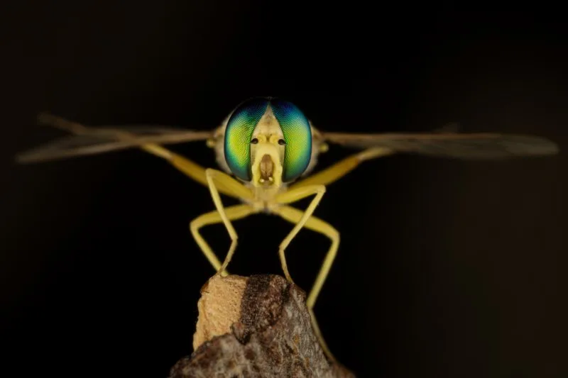 Eyes of the Unseen