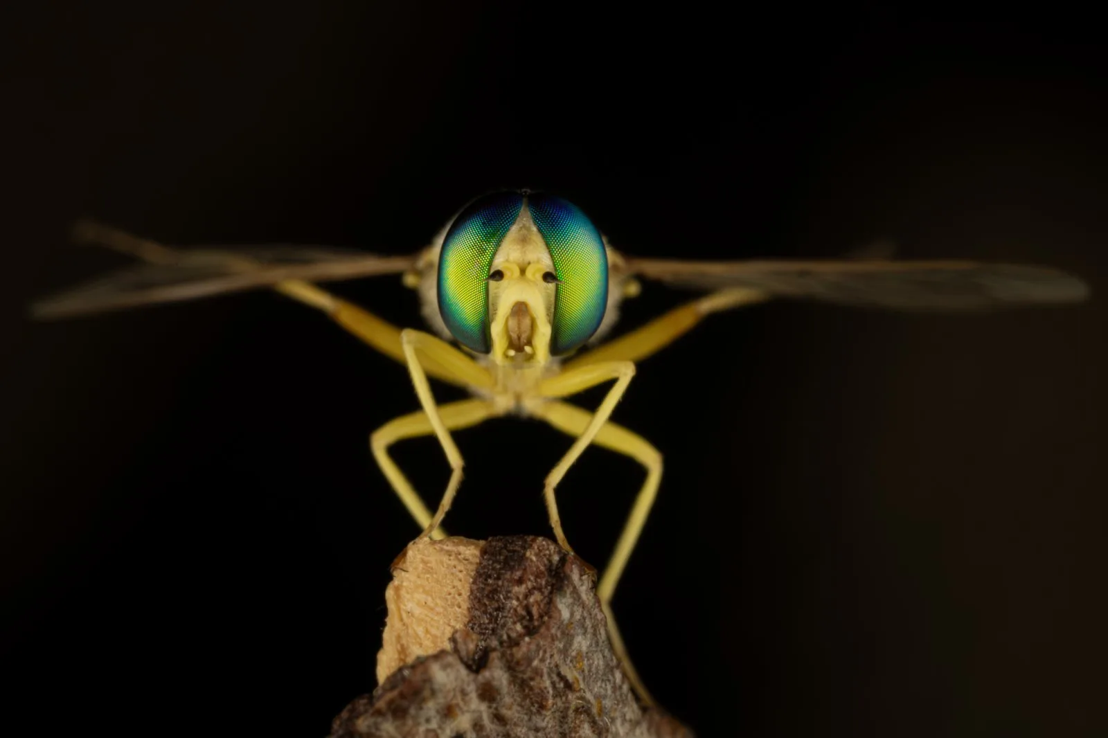 Eyes of the Unseen