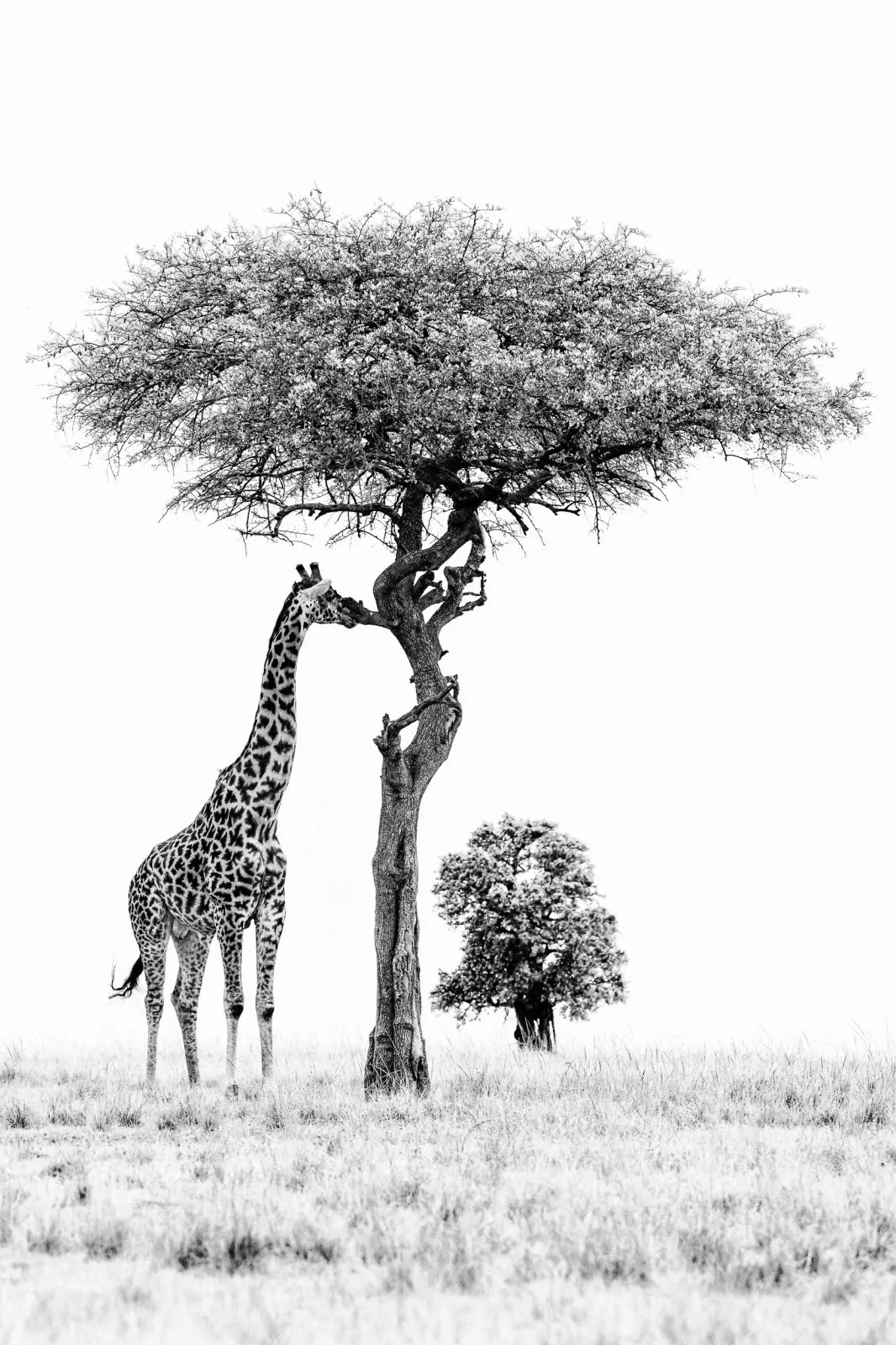Savanna Elegance
