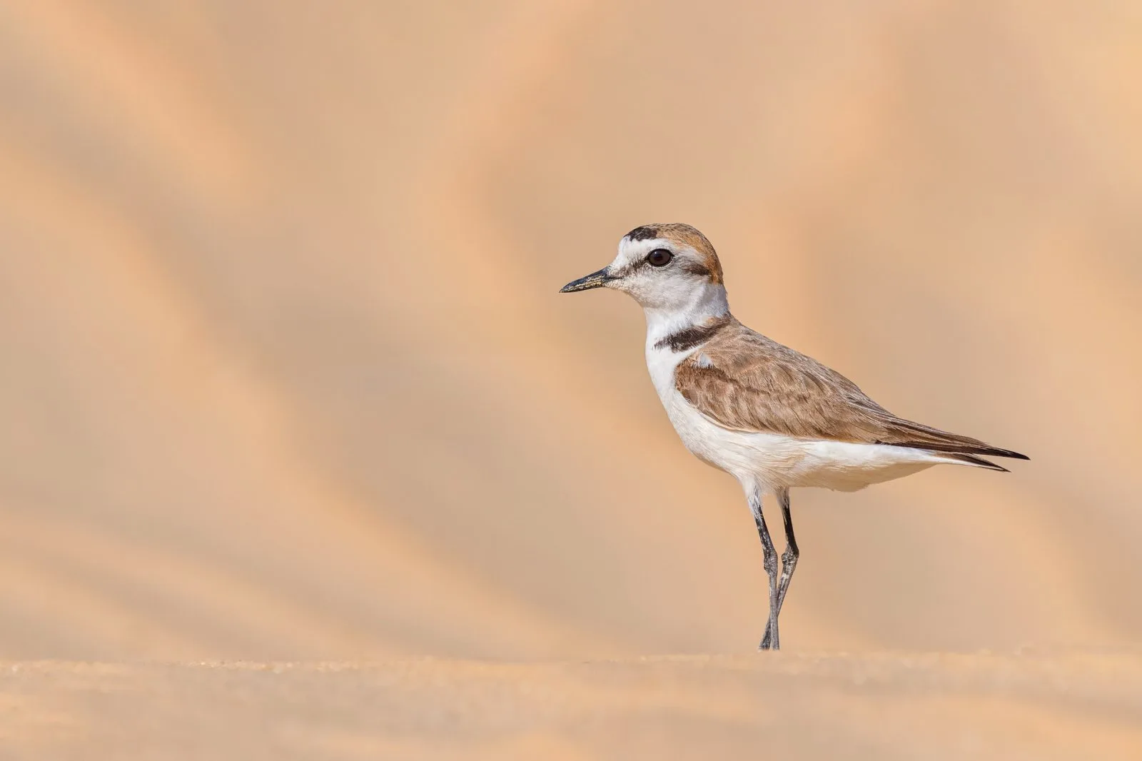 Stillness in Sand