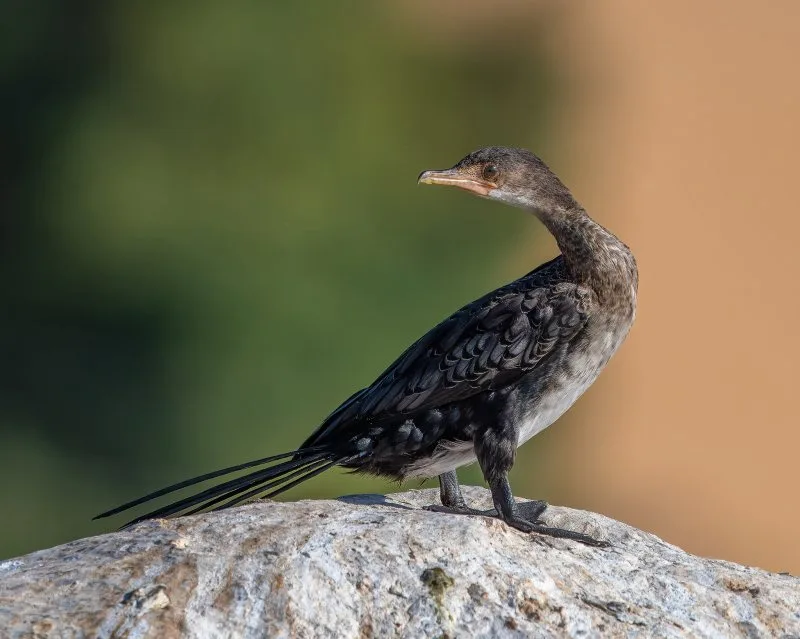 عودة الغائب