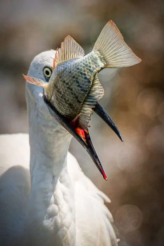 The Weight of the Catch