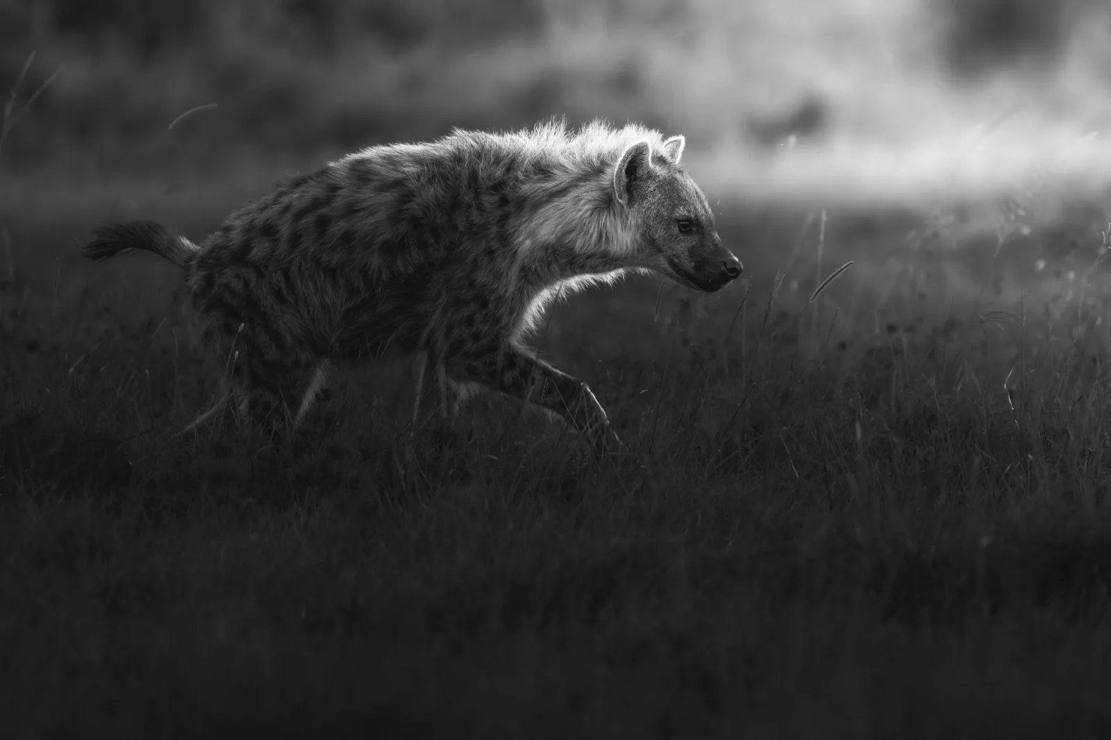 Through the Shadows